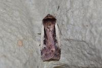 Ochropleura plecta