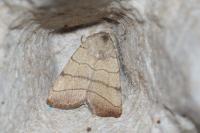 Charanyca trigrammica