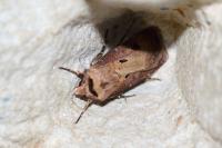 Agrotis exclamationis exclamationis