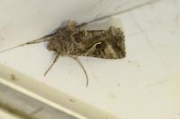 Autographa gamma