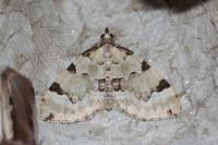 Colostygia pectinataria