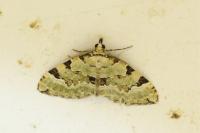 Colostygia pectinataria