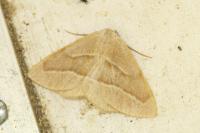 Hylaea fasciaria
