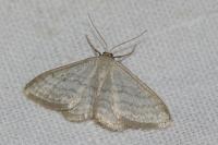 Idaea subsericeata
