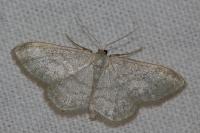 Idaea subsericeata