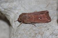 Mythimna albipuncta