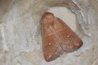 Mythimna albipuncta