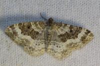 Epirrhoe alternata