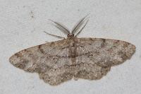 Peribatodes rhomboidaria rhomboidaria