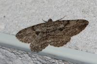 Peribatodes rhomboidaria rhomboidaria
