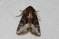 Oligia strigilis/versicolor