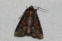 Oligia strigilis/versicolor