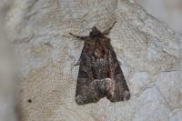 Oligia strigilis/versicolor