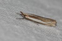 Crambus pascuella