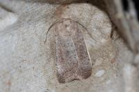 Hoplodrina ambigua