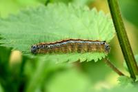 Malacosoma neustria