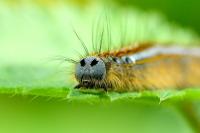 Malacosoma neustria