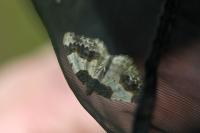 Ligdia adustata