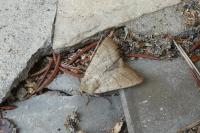 Charanyca trigrammica