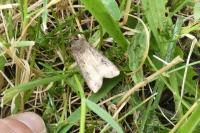 Agrotis ipsilon