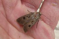 Agrotis exclamationis exclamationis