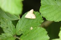 Rivula sericealis