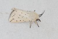 Spilosoma lubricipeda