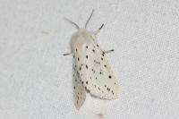 Spilosoma lubricipeda