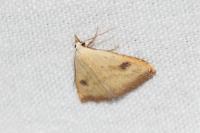 Rivula sericealis