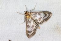 Anania hortulata