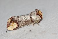 Phalera bucephala
