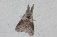 Calliteara pudibunda