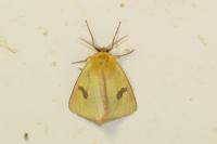 Diacrisia sannio