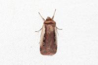 Ochropleura plecta