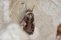Xestia c-nigrum