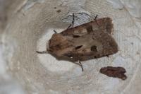 Agrotis exclamationis exclamationis