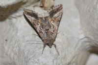 Autographa gamma