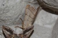 Charanyca trigrammica