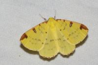 Opisthograptis luteolata