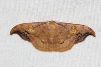Sabra harpagula
