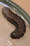 Euxoa nigricans