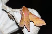 Deilephila porcellus