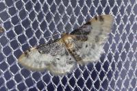 Idaea filicata