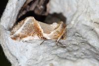 Habrosyne pyritoides