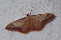 Idaea ostrinaria