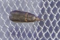 Etiella zinckenella