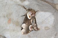 Thyatira batis