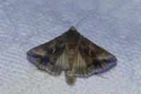 Autographa gamma