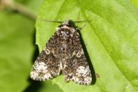 Craniophora ligustri