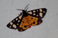 Arctia villica